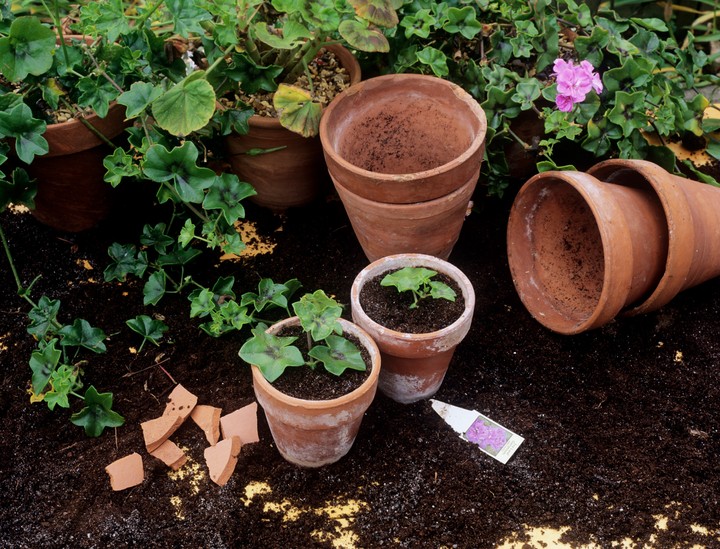 Nova zahrada - muskaty